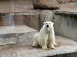 Polar bear