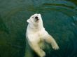 Polar bear