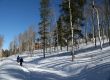 Snowshoe hiker, shadows of aspens