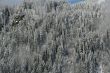 New snow on conifer forests