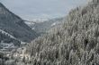 New snow on conifer forests