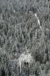 New snow on conifer forests