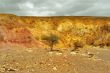 Dry tree