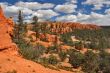 Coniferous woods on red clay.