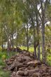 Spring on Golan heights.