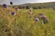 Field flowers.