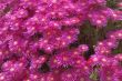 Spring flowering.