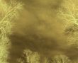 floral background