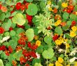 Lush flora of red and yellow nasturtiums