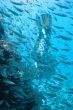 diver