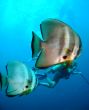 fishes and diver