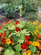 Lush flora of red and yellow nasturtiums