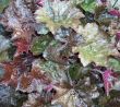 Background. Colored wet leafage in autumnal garden