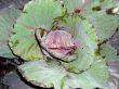 Big head of cabbage close-up view