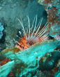 lionfish