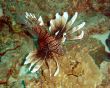 lionfish