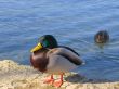 Two mallards [Anas platyrhynchos]