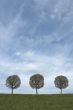 background of sky, grass and trees