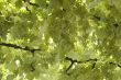 background of grape leaves