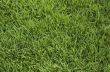 green grass background