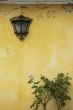 background of grunge wall, bush and lamp
