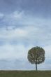 background of sky and tree