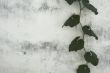 grunge floral background