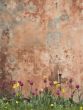 grunge wall with tulips