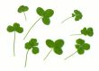  Three, four and  five clover leaves - for success (natural).