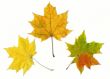 Autumn maple leaf