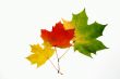 Autumn maple leaf