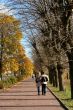 Autumn alley