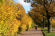 Autumn alley