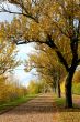 Autumn alley