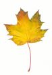 Autumn maple leaf