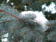 Snow on the fir tree
