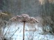 Plant in the snow