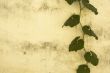 grunge floral background