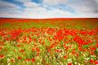 Poppies field