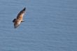 Vulture in flight