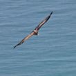 Vulture in flight