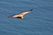 Vulture in flight
