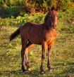 Beautiful horse in the meadow