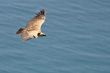 Vulture in flight