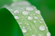 water droplets on a grass blade