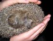 The scared wild hedgehog in human hands