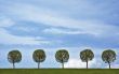 5 trees