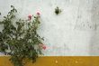 background of grunge wall and rose bush