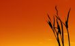 red foliage background