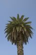 palm tree against blue sky